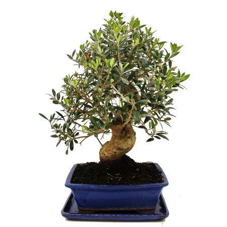 Bonsai - Solitär - Olivenbaum - Olive - Olea europaea - ca. 17 Jahre alt - ca. 50-55cm hoch
