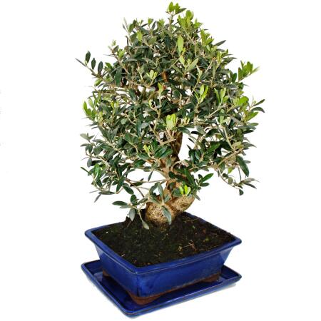 blumen bambus Afrikanisches Blumen-Bambus-Diffusor-Set