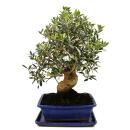 Bonsai - solitaire - olive tree - olive - Olea europaea -...