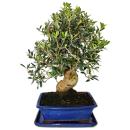 Bonsai - solitaire - olive tree - olive - Olea europaea -...
