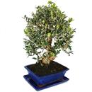 Bonsai - Solitär - Olivenbaum - Olive - Olea europaea - ca. 17 Jahre alt - ca. 50-55cm hoch