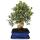 Bonsai - solitaire - olive tree - olive - Olea europaea - approx. 17 years old - approx. 50-55cm high