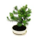 Bonsai - Pinus halepensis - Pin dAlep - environ 9 ans