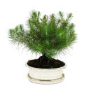 Bonsai - Pinus halepensis - Aleppo pine - about 9 years old