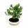 Bonsai - Pinus halepensis - Aleppo-Kiefer - ca. 9 Jahre alt