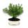 Bonsai - Pinus halepensis - Aleppo-Kiefer - ca. 9 Jahre alt
