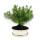 Bonsai - Pinus halepensis - Pin dAlep - environ 9 ans