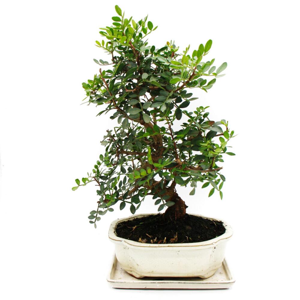 bonsai pflanze ikea Chinesische Feige Ficus Microcarpa Ginseng Zimmerpflanze Ø23cm main image 1