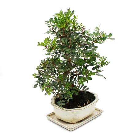 flssigdnger bambus Bambus Dnger Flora Boost fr gesunde und prchtige Bambuspflanzen