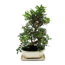 Bonsai - Pistacia lentiscus - Mastixtrauch - Wilde...