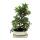 Bonsai - Pistacia lentiscus - Mastic tree - Wild pistachio - approx. 10 years old