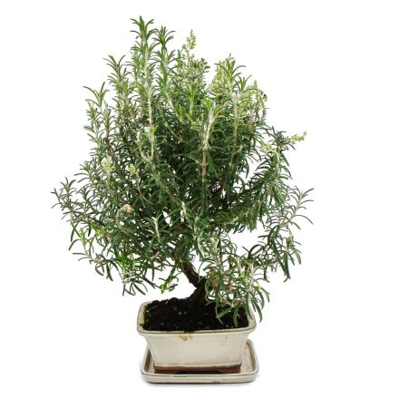 Bonsai - Rosmarin - Rosmarinus officinalis - ca. 8 Jahre alt