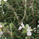 Bonsai - Rosemary - Rosmarinus officinalis - about 8 years old