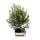 Bonsai - Rosemary - Rosmarinus officinalis - about 8 years old