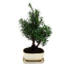 Bonsai - Taxus media - cup yew - approx. 9 years old