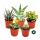 5 different succulents 5,5cm pot in set