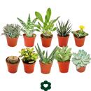 10 succulents différents 5,5cm pot dans un ensemble