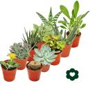 10 succulents différents 5,5cm pot dans un ensemble