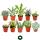 Set of 10 different succulent plants - 5,5cm pot im Set