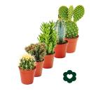 5 different Cactus - small collection - 5,5cm