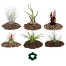 6 of the most popular Tillandsia Set