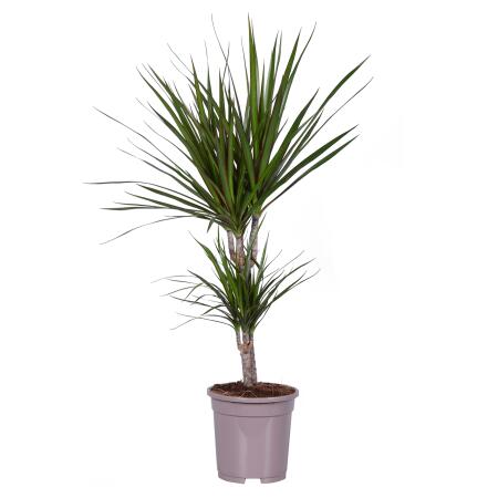 Dracaena marginata "Magenta" - pot de 17cm - 2er Tuff