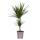 Dracaena marginata "Magenta" - pot de 17cm - 2er Tuff