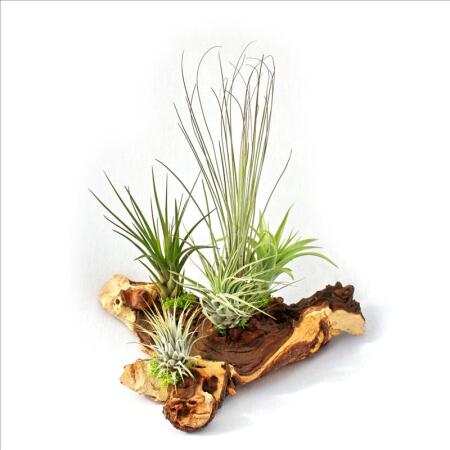 Tillandsia Arrangement on Mopaniwurzel - XXL - 5 plants