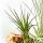 Tillandsias sur racine de Mopani - xxl - 5 plantes