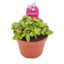 Carnivorous plant - Dwarf pitcher - Cephalotus...