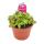 Carnivorous plant - Dwarf pitcher - Cephalotus follicularis - XXL plant in 12cm pot - Rarity