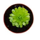 Fleischfressende Pflanze - Mexikanisches Fettkraut - Pinguicula esseriana - 9cm Topf