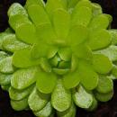 Carnivorous Plant - Mexican Butterwort - Pinguicula esseriana - 9cm Pot