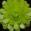 Fleischfressende Pflanze - Mexikanisches Fettkraut - Pinguicula esseriana - 9cm Topf