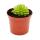 Carnivorous Plant - Mexican Butterwort - Pinguicula esseriana - 9cm Pot