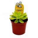 Carnivorous Plant - Butterwort - Pinguicula agnata - 9cm pot