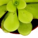 Carnivorous Plant - Butterwort - Pinguicula agnata - 9cm pot