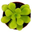 Carnivorous Plant - Butterwort - Pinguicula agnata - 9cm pot