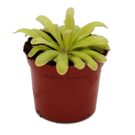 Fleischfressende Pflanze - Zierliches Fettkraut - Pinguicula "Anna" -