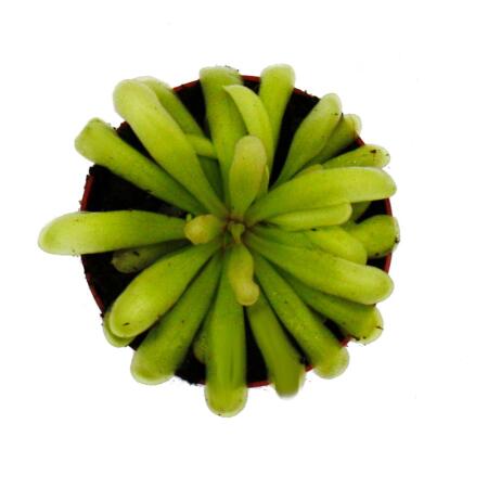 Fleischfressende Pflanze - Zierliches Fettkraut - Pinguicula "Anna" -