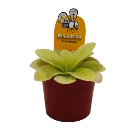 Fleischfressende Pflanze - Riesen-Fettkraut - Pinguicula gigantea - 9cm Topf