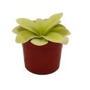 Plante carnivore - Pinguicula gigantea - Pot 9cm