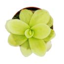 Fleischfressende Pflanze - Riesen-Fettkraut - Pinguicula gigantea - 9cm Topf