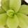 Carnivorous Plant - Giant Butterwort - Pinguicula gigantea - 9cm pot