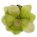 Plante carnivore - Fétuque maya - Pinguicula spec. "Guatemala" - pot 9cm