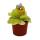 Plante carnivore - Fétuque maya - Pinguicula spec. "Guatemala" - pot 9cm