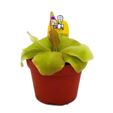 Plante carnivore - Fétuque maya - Pinguicula spec. "Guatemala" - Plante XXL en pot de 12cm