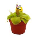 Carnivorous plant - Maya butterwort - Pinguicula spec. "Guatemala" - XXL plant in 12cm pot