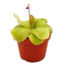 Plante carnivore - Fétuque maya - Pinguicula spec. "Guatemala" - Plante XXL en pot de 12cm