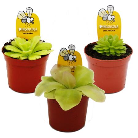 Butterwort Trio - 3 different Pinguicula plants in a set - Carnivorous plant - 9cm pot